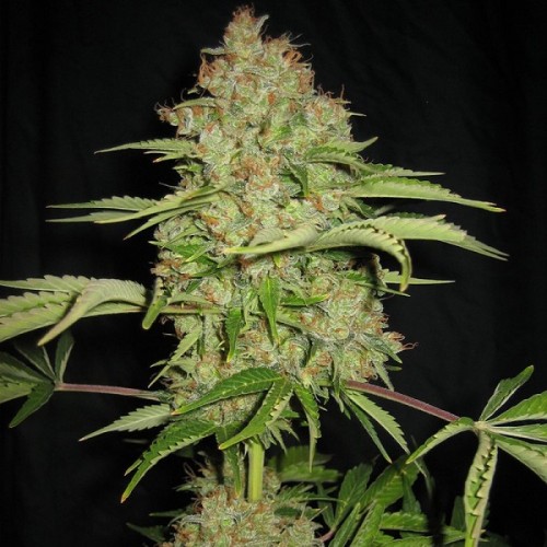 Auto White Russian Silver