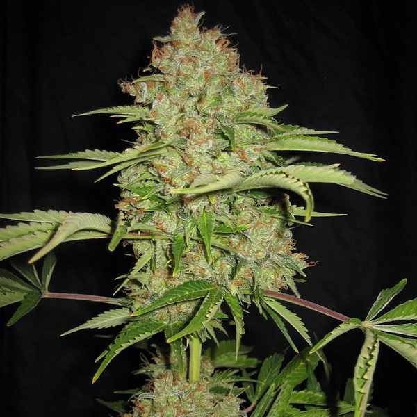Auto White Russian Silver