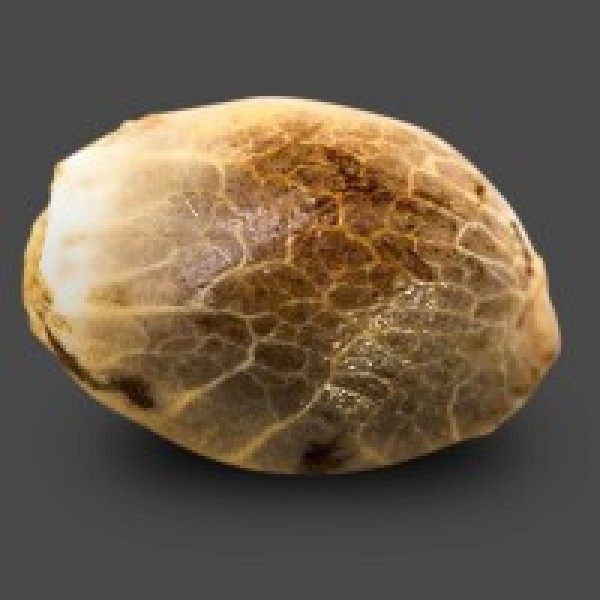 Gigant Devil Feminised Silver