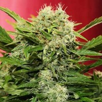 Chronic Ryder Silver