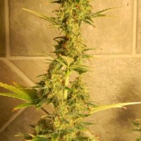 Насіння Diesel Ryder Silver