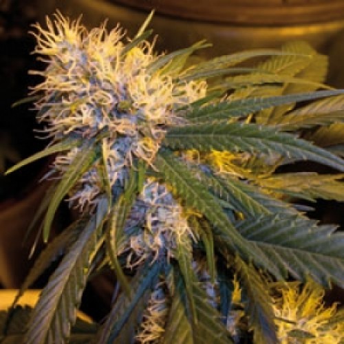 G13 Haze (mr. Nice) Silver