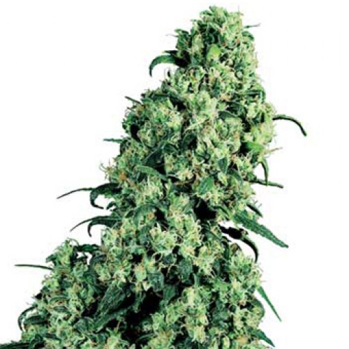 Sensi Skunk x Jamaica Silver