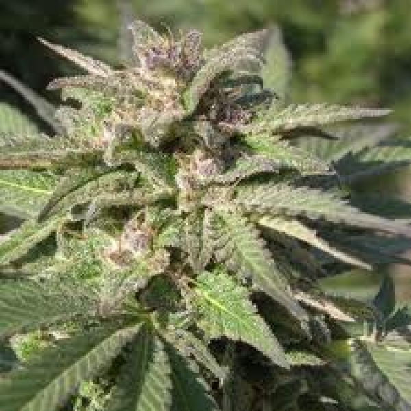 Top Skunk44 x Afgani1 Silver