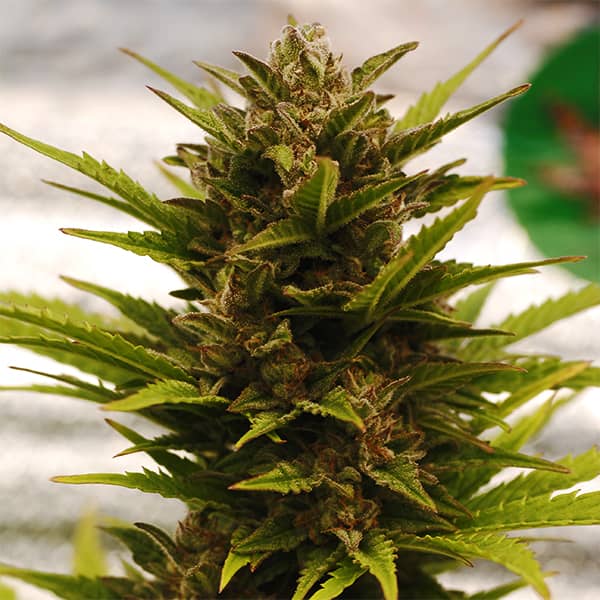 Auto Lavender Feminised Silver seeds