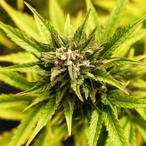 Auto Lavender Feminised Silver seeds