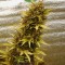Auto Lavender Feminised Silver seeds