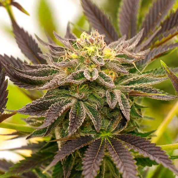 Auto Lavender Feminised Silver seeds