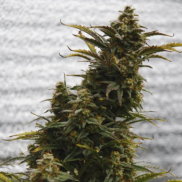 Auto Amnesia Lemon Feminised Silver seeds