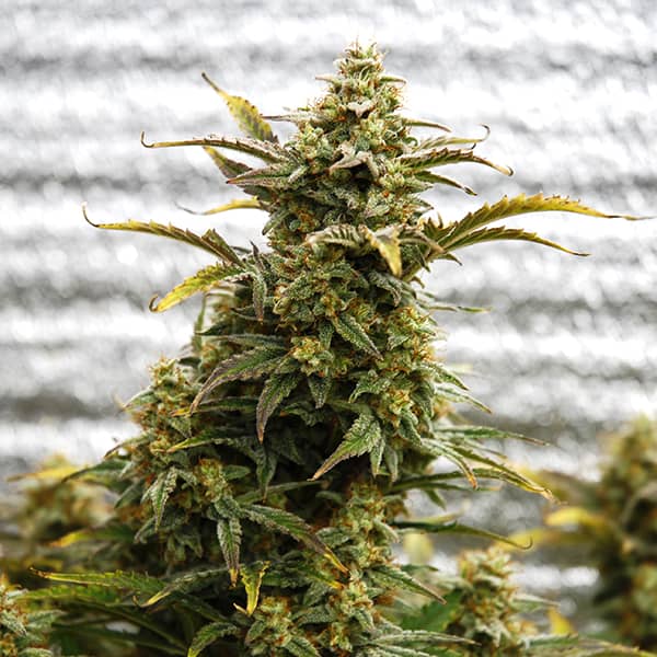 Auto Amnesia Lemon Feminised Silver seeds