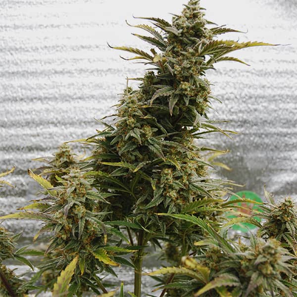 Auto Amnesia Lemon Feminised Silver seeds