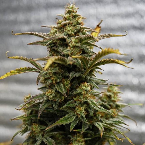 Auto Amnesia Lemon Feminised Silver seeds