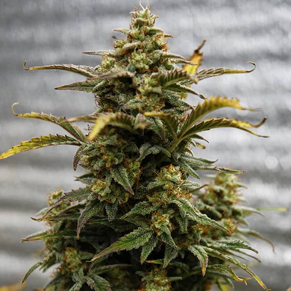 Auto Amnesia Lemon Feminised Silver seeds 500 pcs