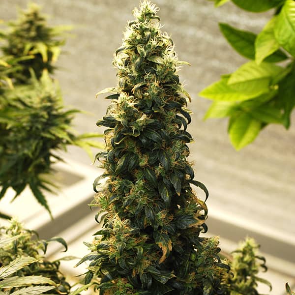 Auto Big Bud Feminised Silver seeds 500 pcs
