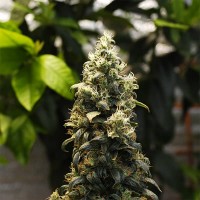 Auto Big Bud Feminised Silver seeds