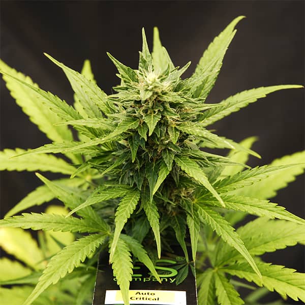 Auto Critical Feminised Silver seeds