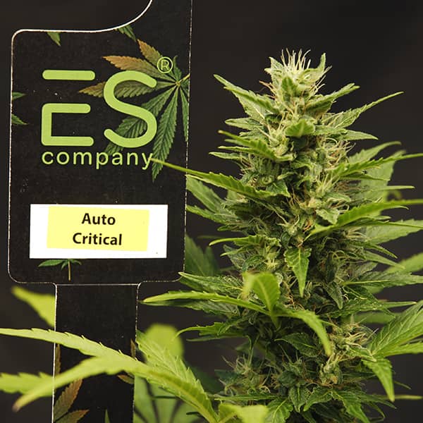 Auto Critical Feminised Silver seeds