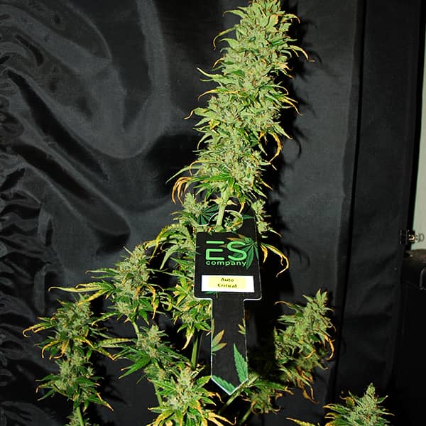 Auto Critical Feminised Silver seeds