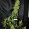 Auto Critical Feminised Silver seeds