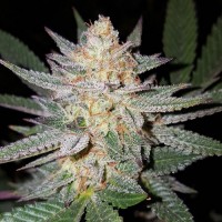 Насіння Auto Girl Scout Cookies Feminised Silver - 500 шт