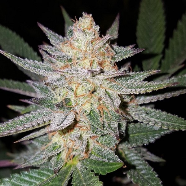 Auto Girl Scout Cookies Feminised Silver seeds 500 pcs