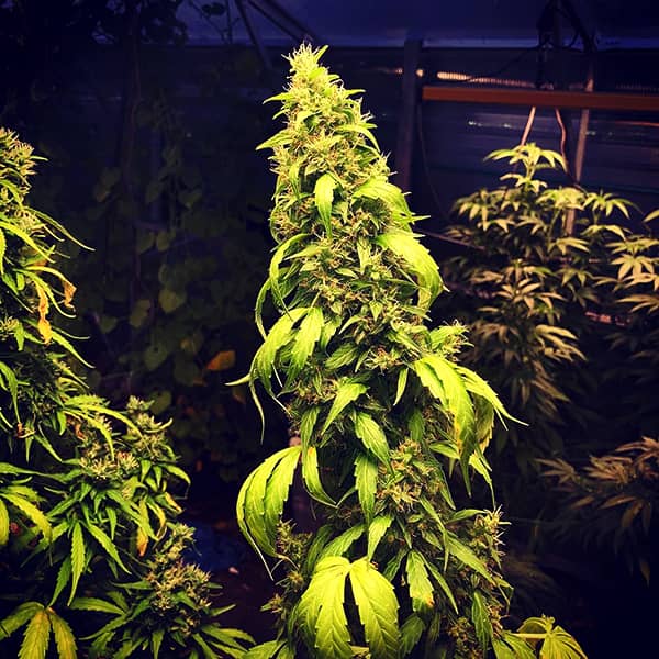 Auto Girl Scout Cookies Feminised Silver