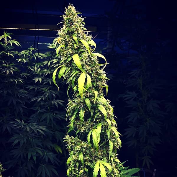 Auto Girl Scout Cookies Feminised Silver