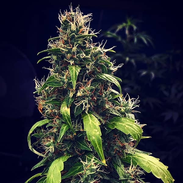 Auto Girl Scout Cookies Feminised Silver