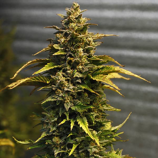 Auto Kali Mist Feminised Silver seeds