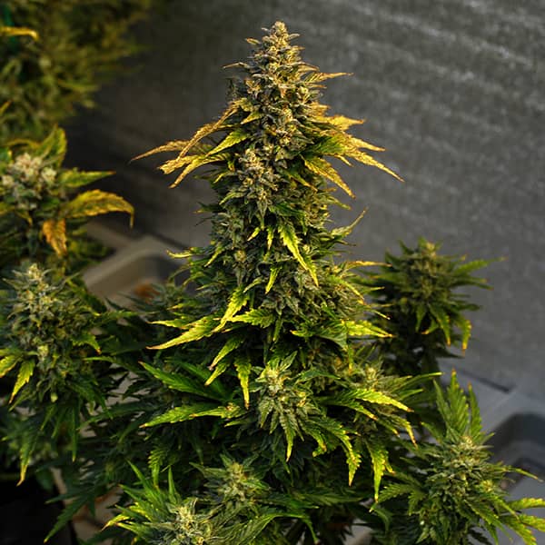 Auto Kali Mist Feminised Silver seeds