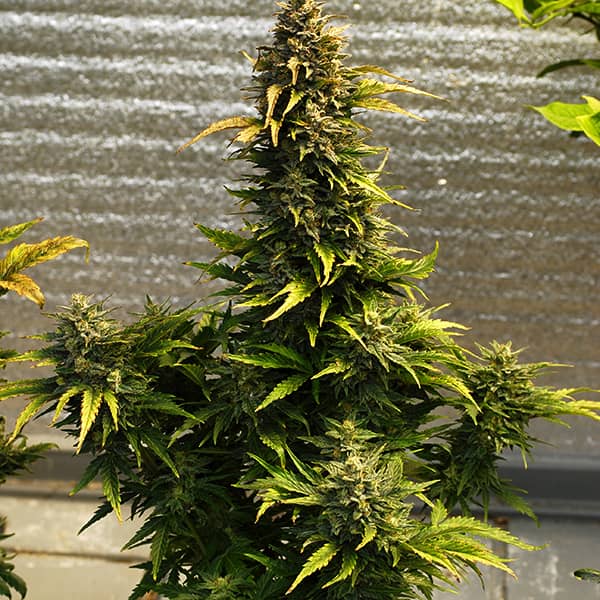 Auto Kali Mist Feminised Silver seeds