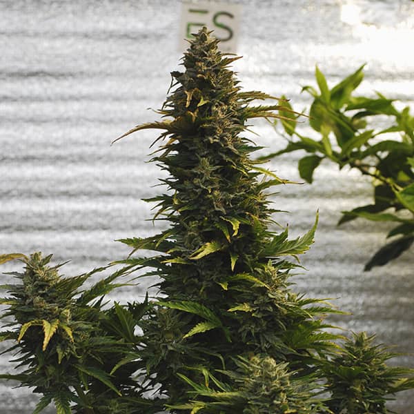 Auto Kali Mist Feminised Silver seeds