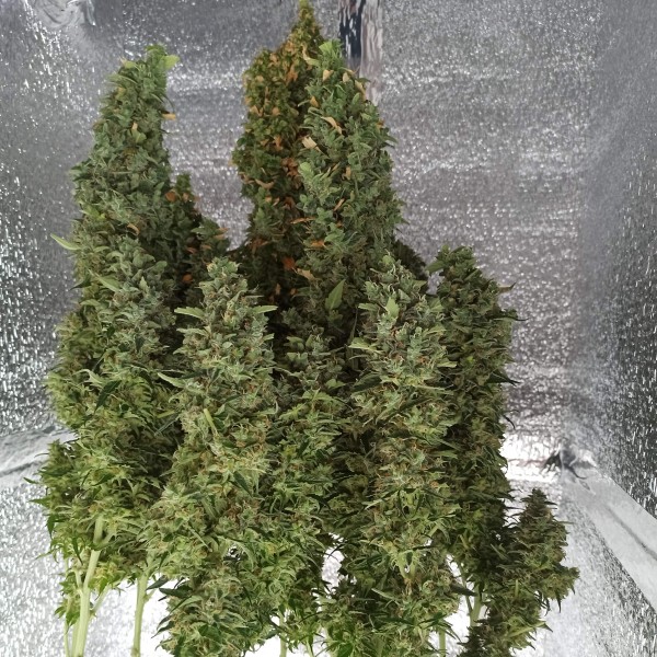 Auto Kali Mist Feminised Silver seeds
