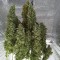 Auto Kali Mist Feminised Silver seeds