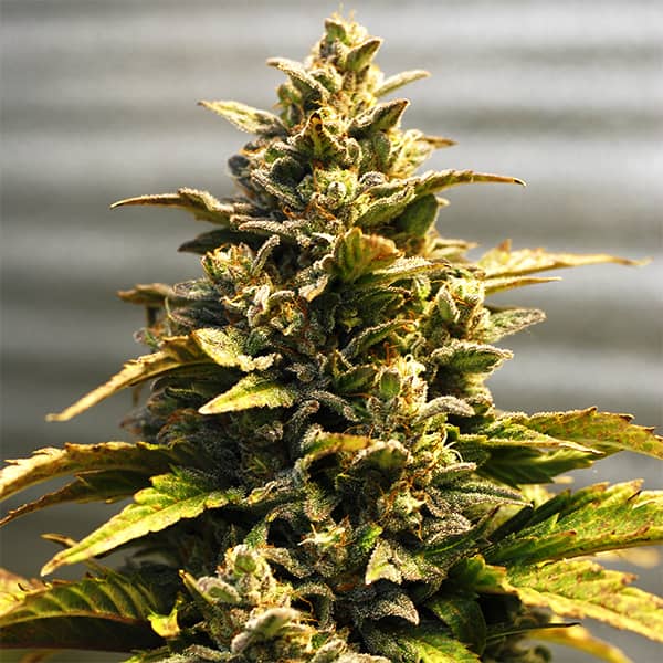 Auto Kali Mist Feminised Silver seeds