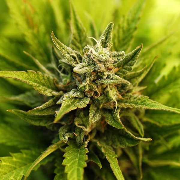 Auto LSD Feminised Silver seeds