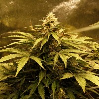 Auto LSD Feminised Silver seeds