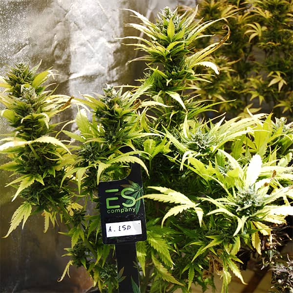 Auto LSD Feminised Silver seeds