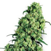 Sensi Skunk Feminised Silver