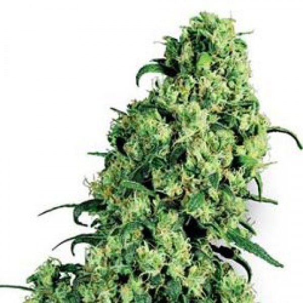 Sensi Skunk Feminised Silver