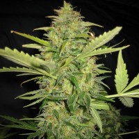 Sensi Skunk x Lowryder Silver