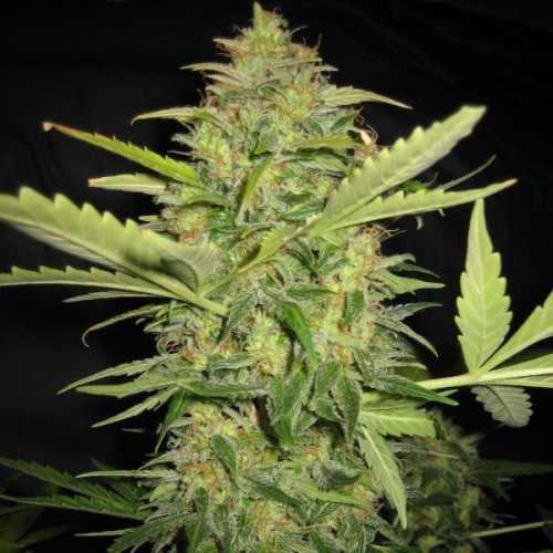 Sensi Skunk x Lowryder Silver