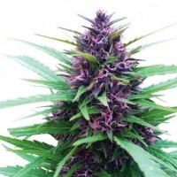 Shaman Feminised Silver