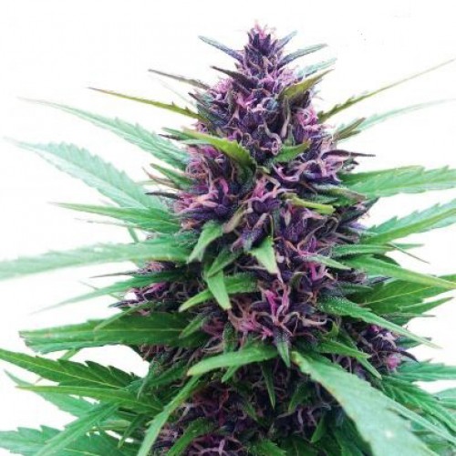 Shaman Feminised Silver