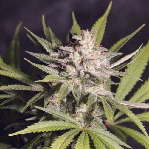 Silver Bubble Feminised Silver