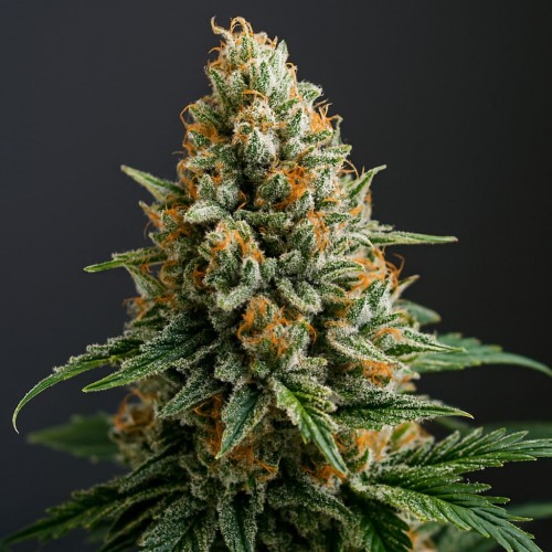 Skunk Hero Feminised Silver seeds