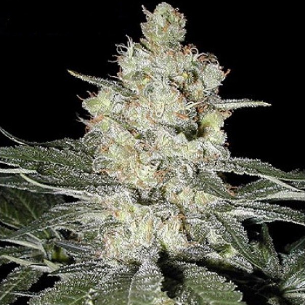 Skunk #1 Silver regular