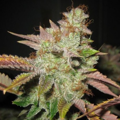 So Cal Master Kush Silver regular