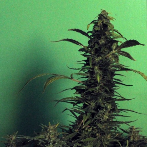 Spaceman Skunk Feminised Silver