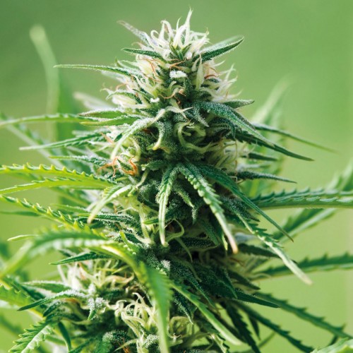 Sweet Tooth Feminised Silver